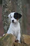 PARSON RUSSEL TERRIER 280